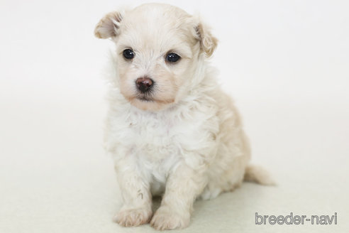 成約済の神奈川県のマルプー:マルチーズ×トイプードル-379393